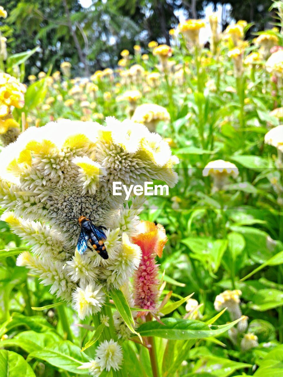 CLOSE-UP OF HONEY BEE ON FLOWER