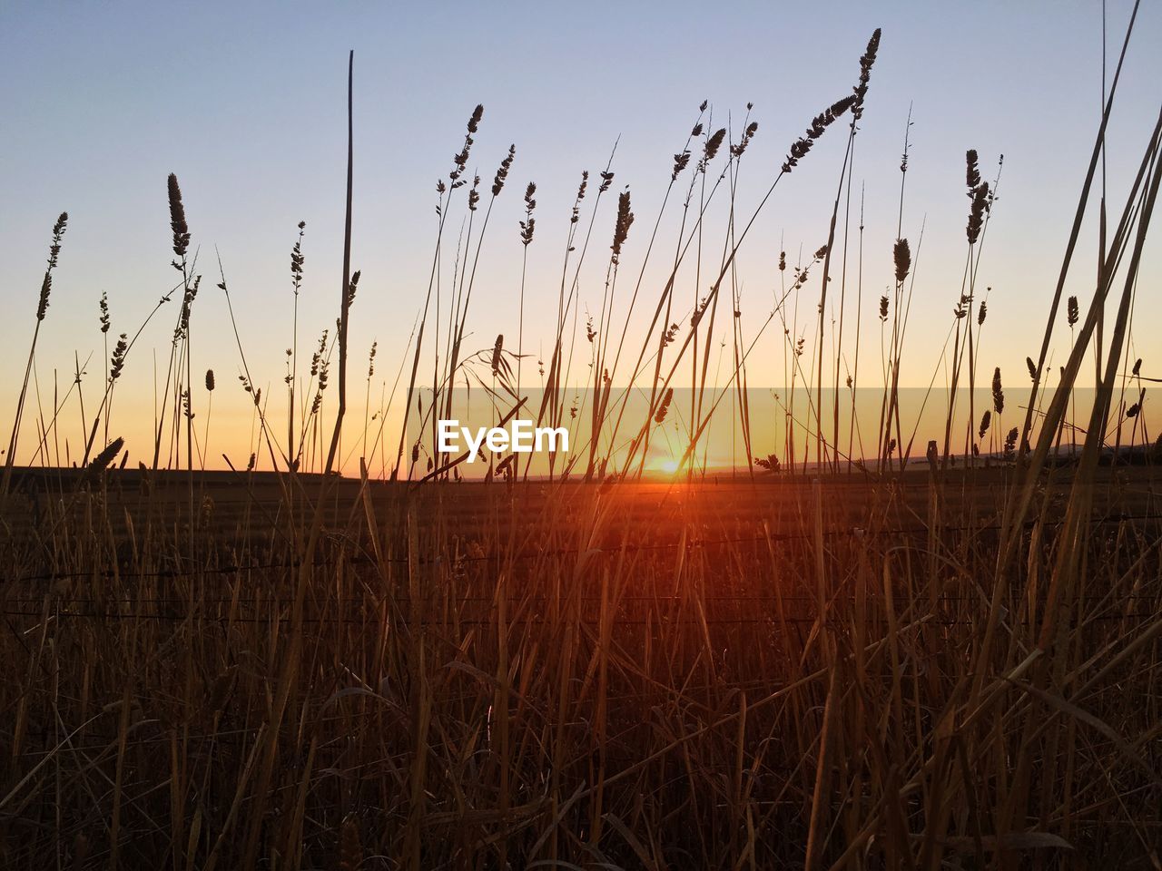 Close-up of silhouette grass against sky during sunset