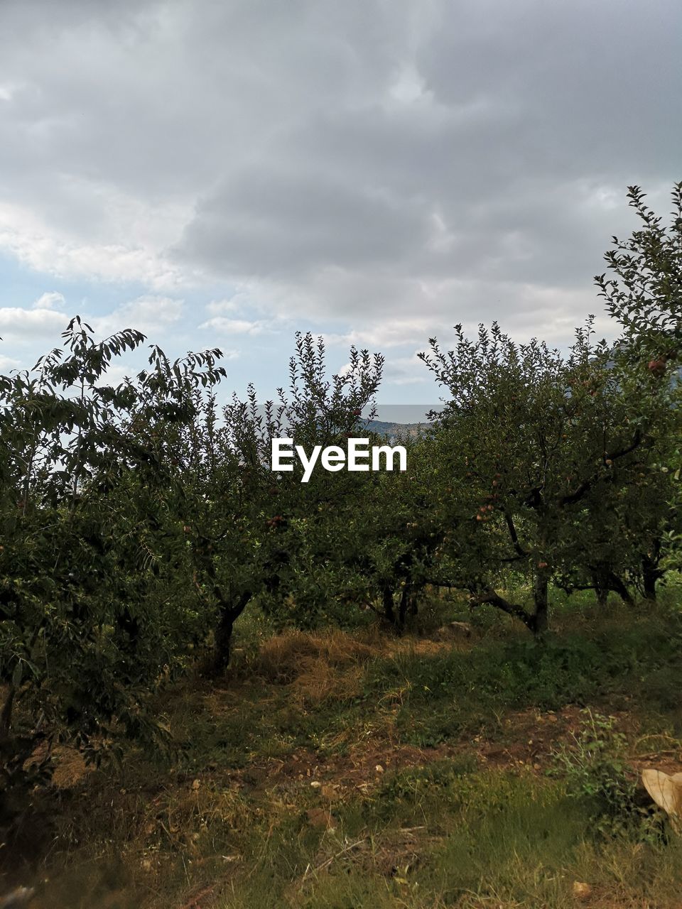 PLANTS GROWING ON LAND AGAINST SKY