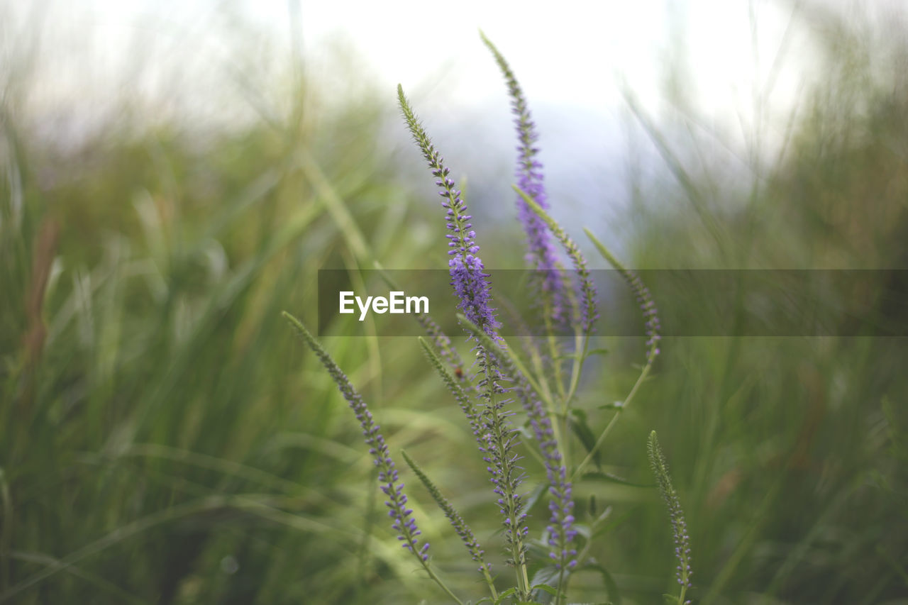 Close-up of purple flowering plant on field