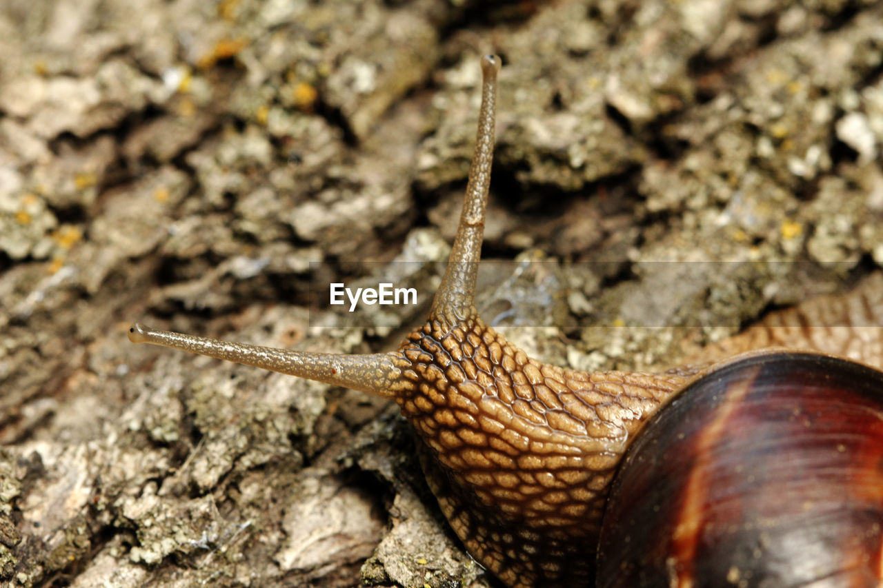 Close-up of snail