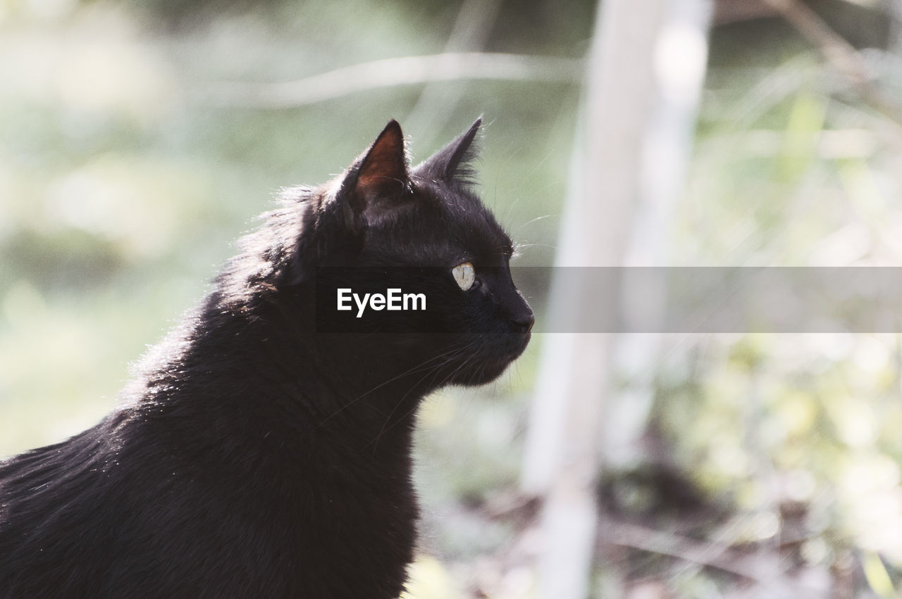 CLOSE-UP OF CAT YAWNING OUTDOORS