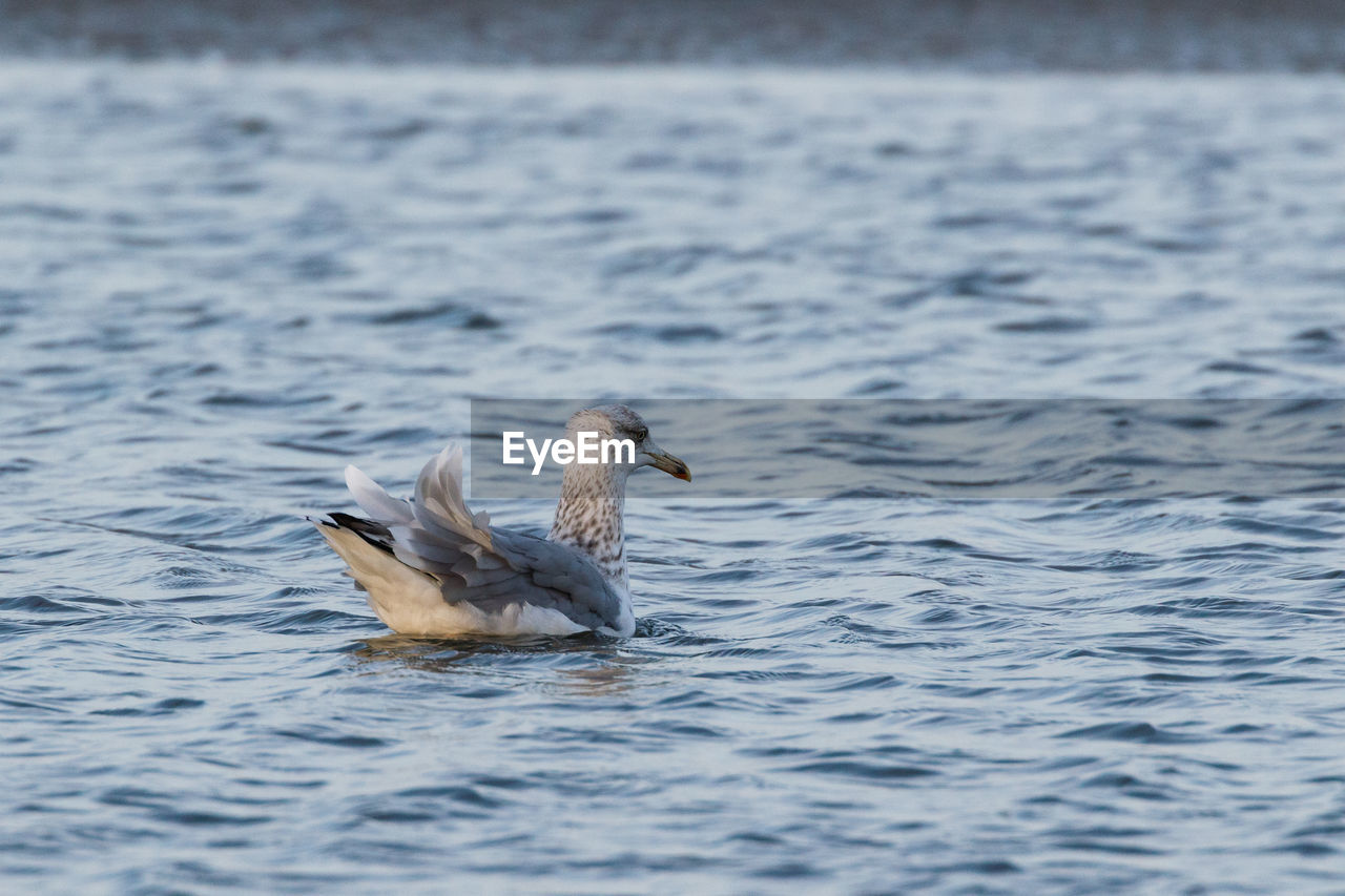 BIRDS SWIMMING IN LAKE