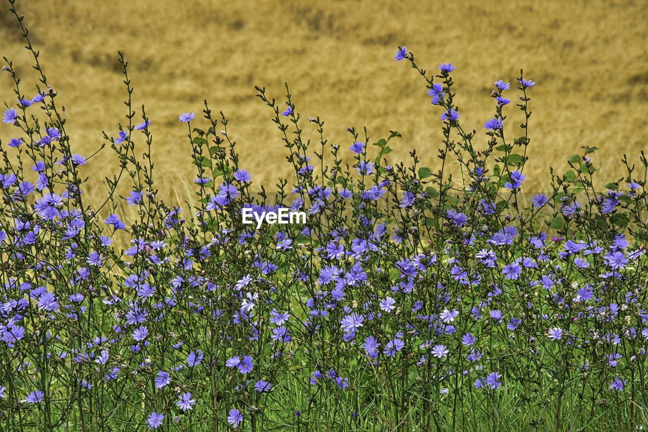 CLOSE-UP OF PURPLE FLOWERING PLANTS ON LAND