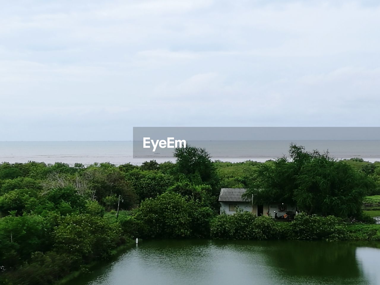 SCENIC VIEW OF TREES BY SEA AGAINST SKY