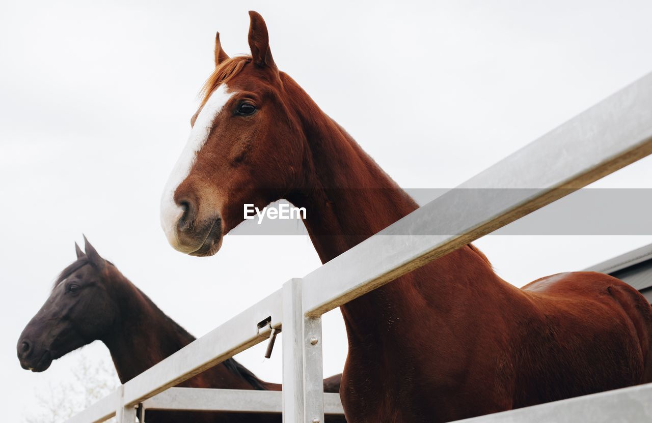 Horse standing by fence in stable against clear sky