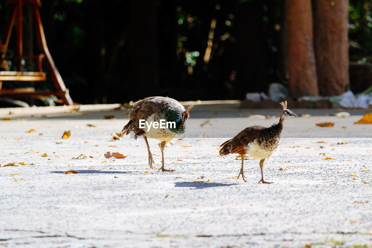 BIRDS WALKING ON ROAD