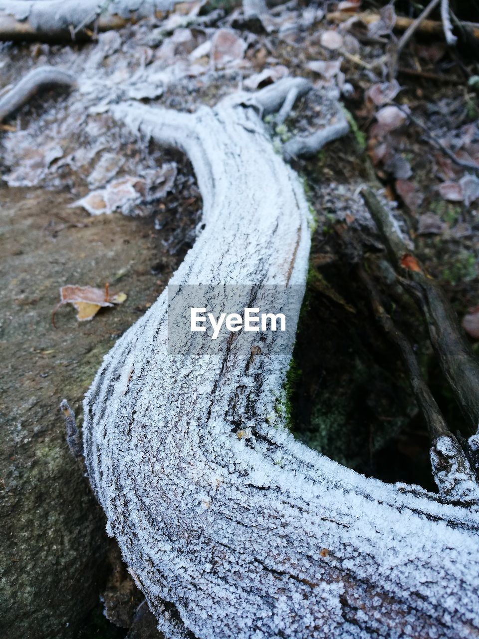 HIGH ANGLE VIEW OF TREE TRUNK IN WINTER