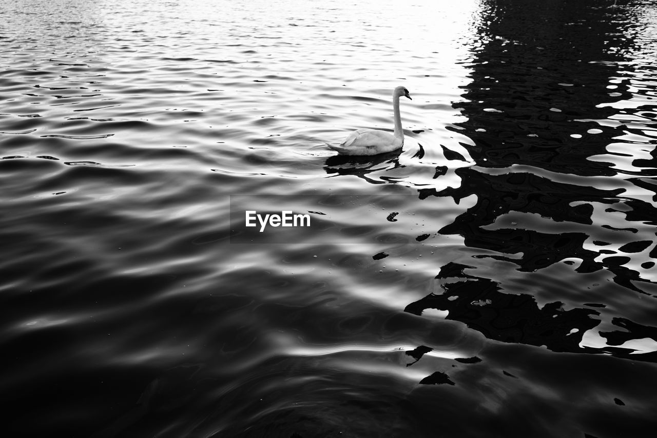 HIGH ANGLE VIEW OF BIRD IN LAKE
