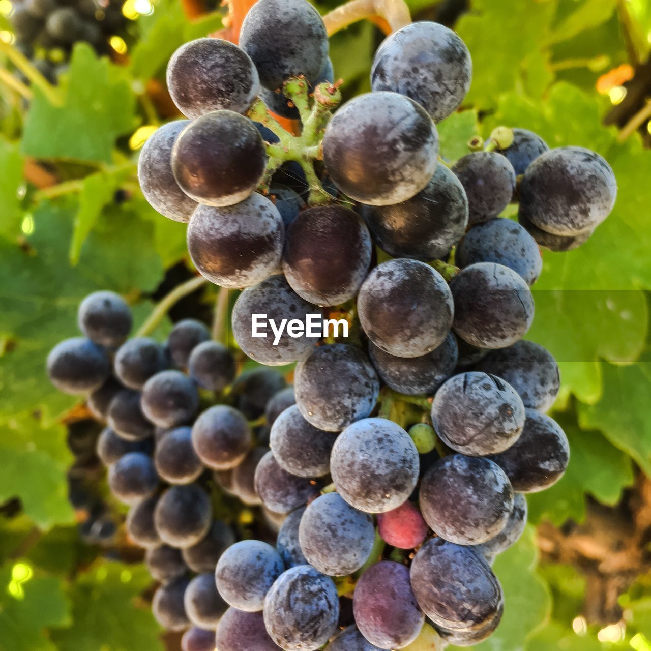 CLOSE-UP OF GRAPES ON VINEYARD