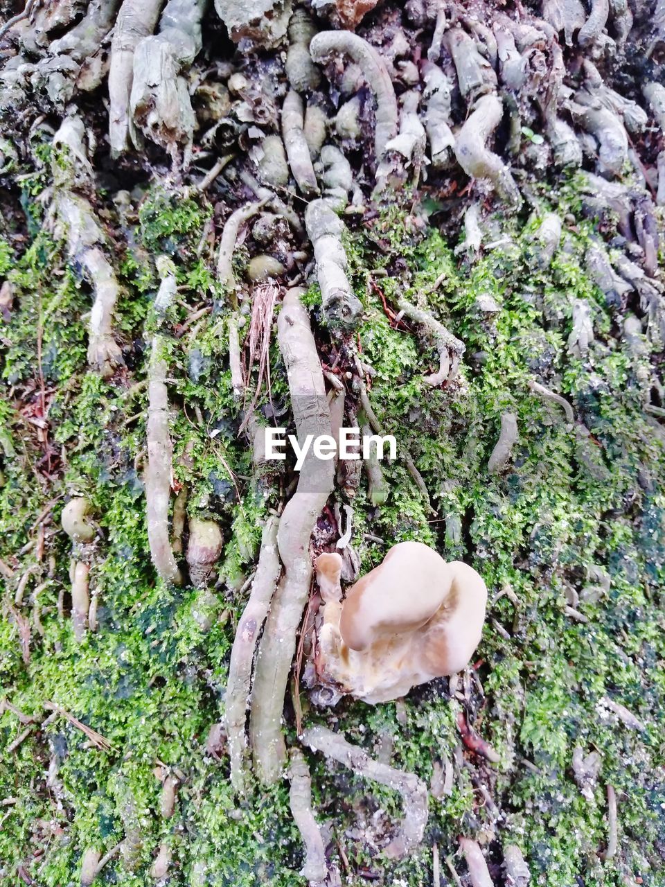 CLOSE-UP OF MUSHROOMS GROWING ON TREE