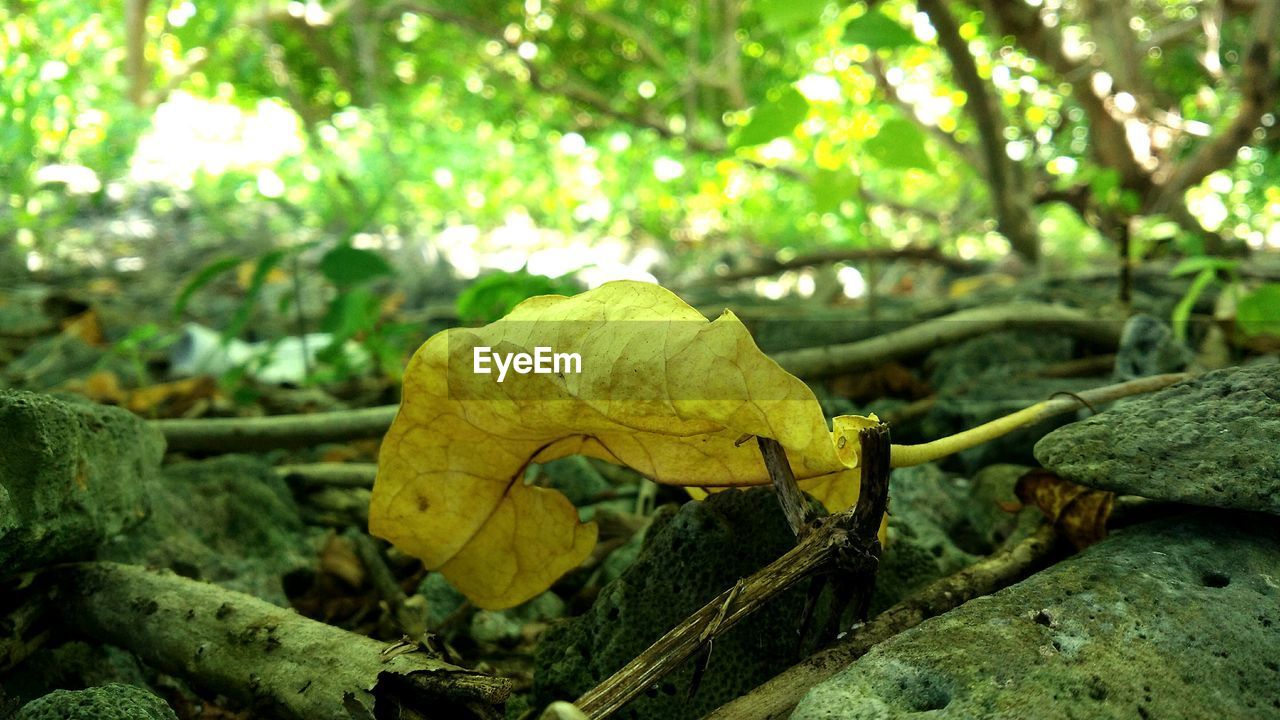 CLOSE-UP OF DRY LEAVES ON GRASS