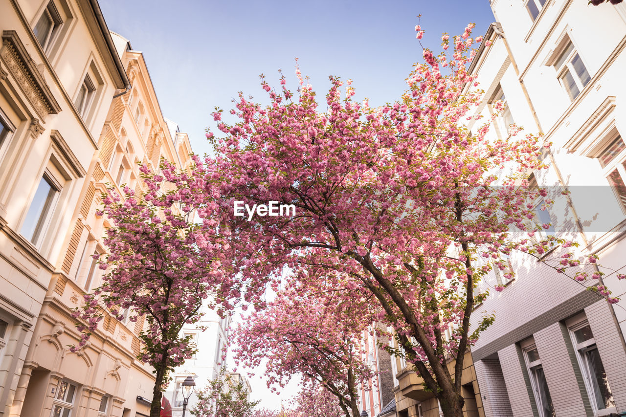 LOW ANGLE VIEW OF PINK FLOWERING TREE AGAINST BUILDING