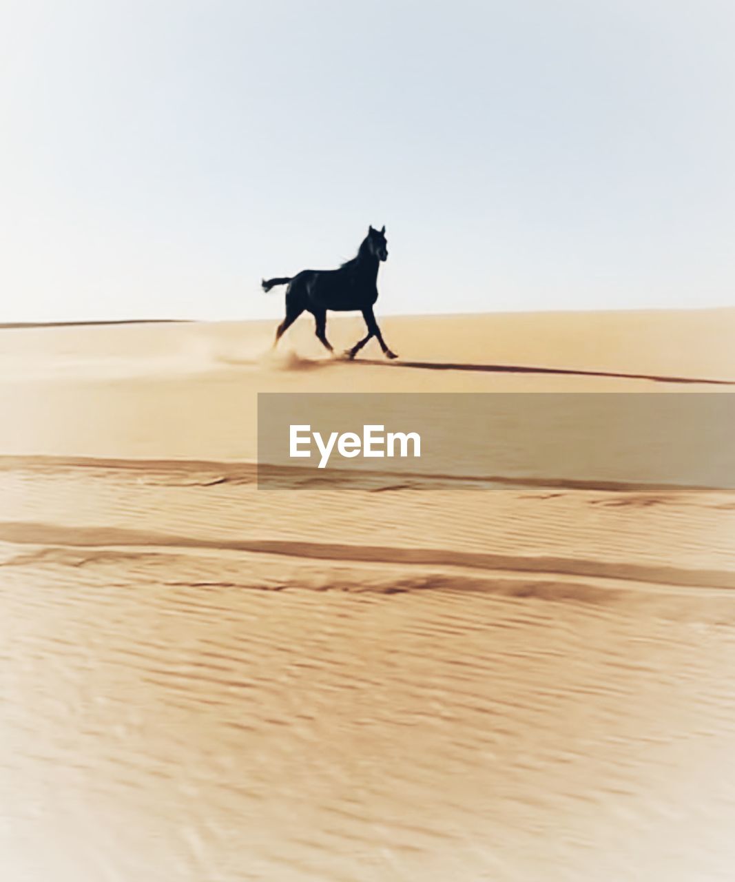 animal, animal themes, erg, land, mammal, natural environment, domestic animals, nature, sky, desert, one animal, sand, landscape, animal wildlife, full length, dune, environment, side view, sand dune, copy space, pet, day, dog, silhouette, scenics - nature, motion, outdoors, clear sky, no people, beach, arid climate, horizon, walking, beauty in nature