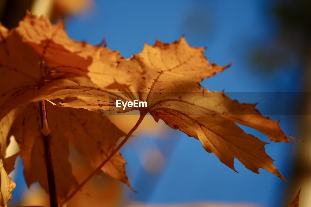 CLOSE-UP OF MAPLE LEAVES ON TREE