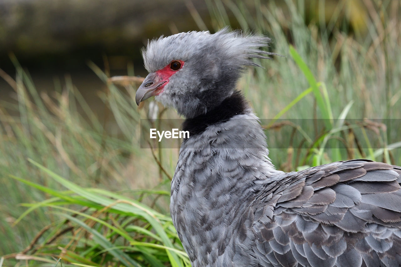 Close-up of bird looking away