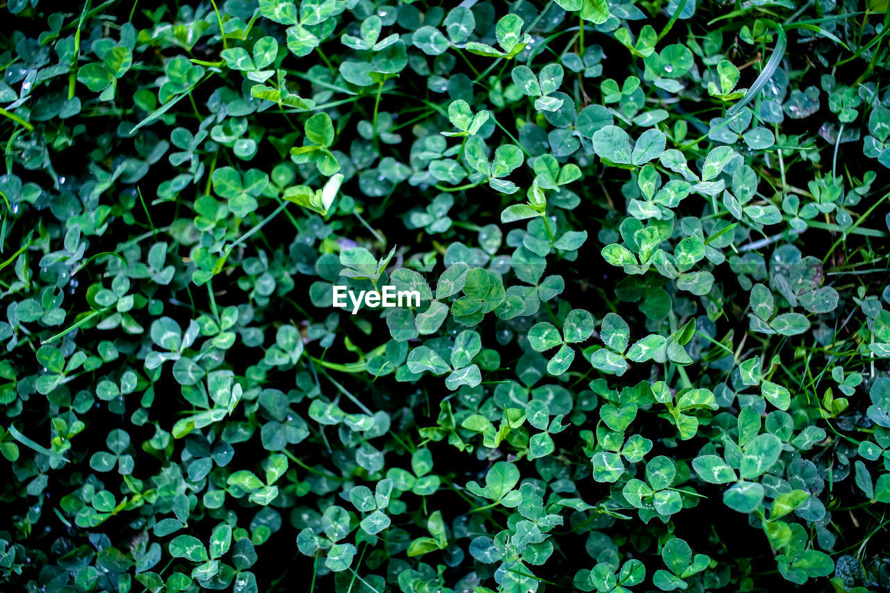 Full frame shot of plants growing on field