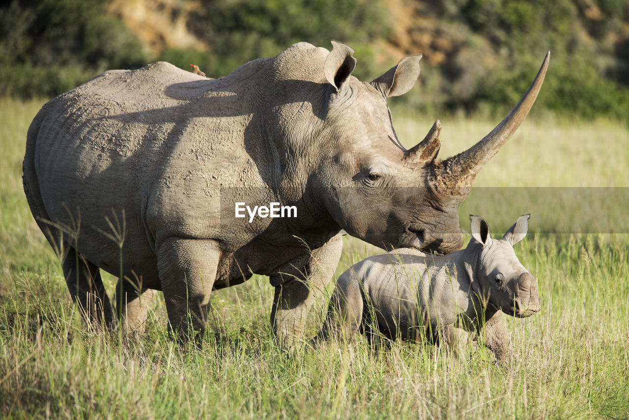 Rhinoceros on field