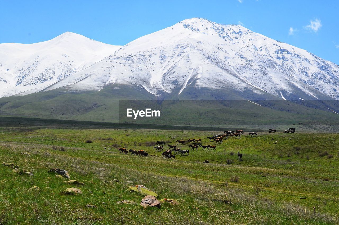 VIEW OF SHEEP ON FIELD AGAINST MOUNTAIN