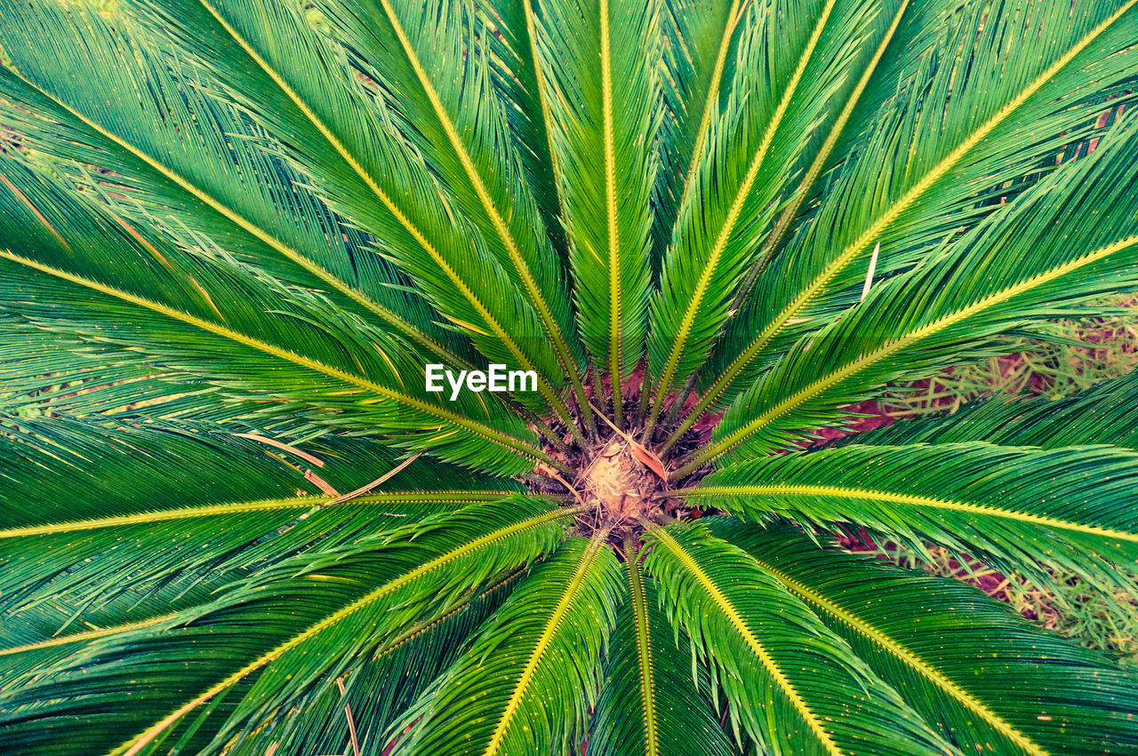 CLOSE-UP OF FRESH GREEN LEAF