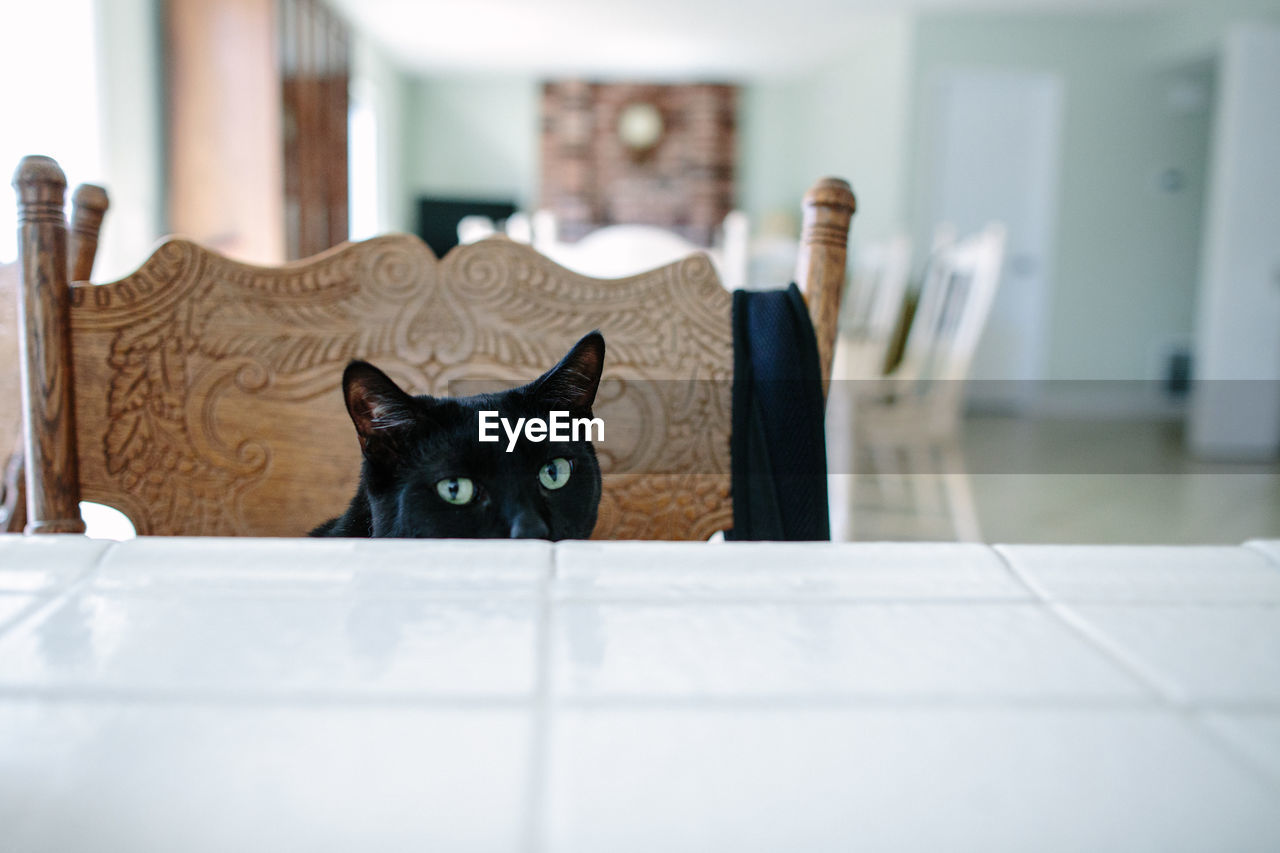 Black cat sitting on a chair peeking over tile countertop