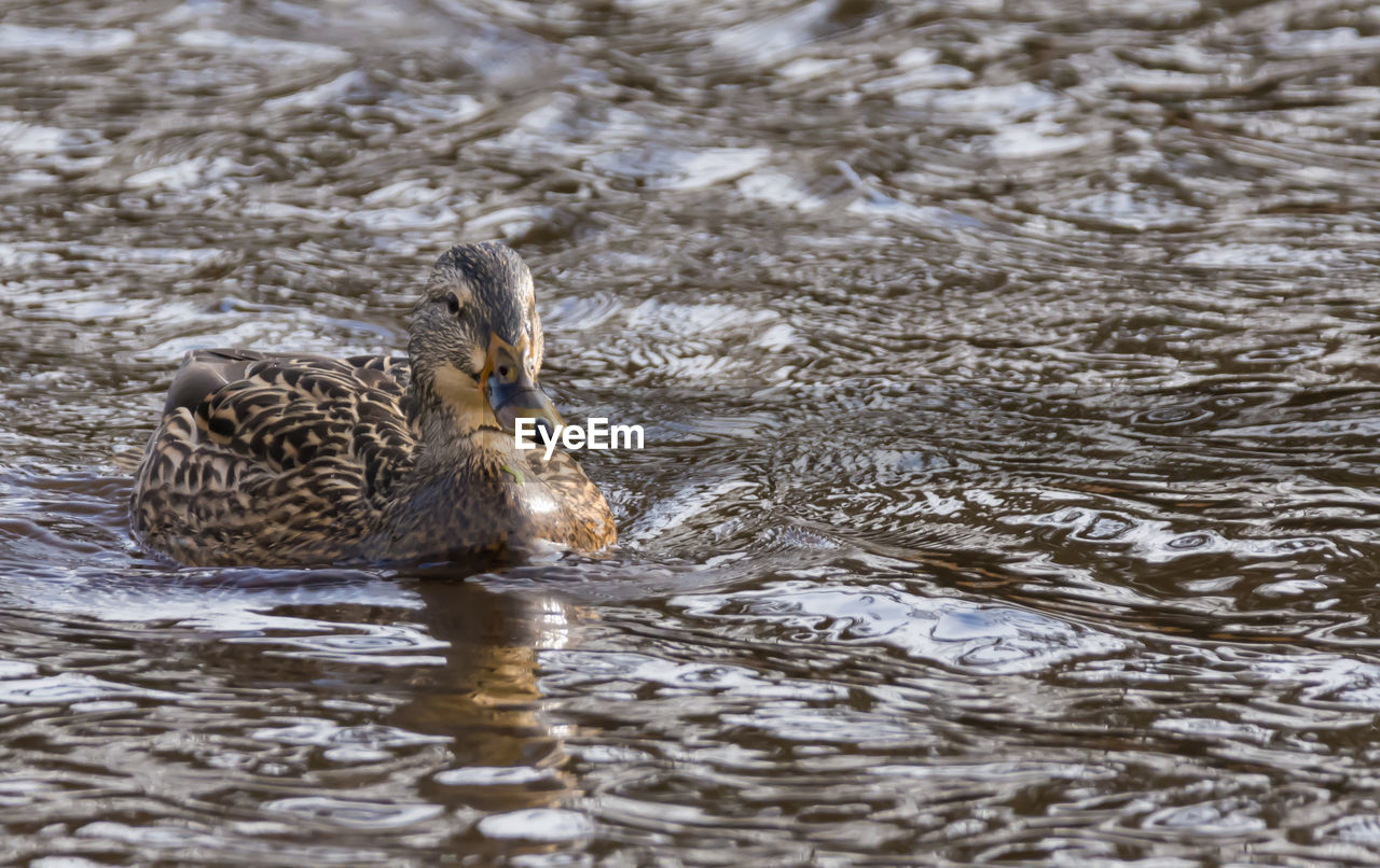 CLOSE-UP OF MALLARD DUCK SWIMMING IN LAKE