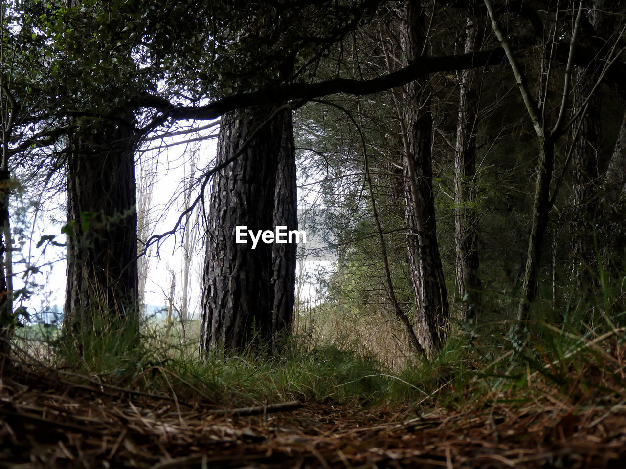 VIEW OF TREES IN FOREST