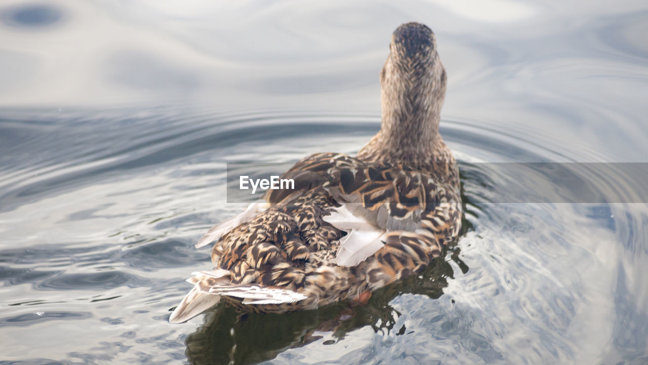 HIGH ANGLE VIEW OF BIRD SWIMMING IN LAKE