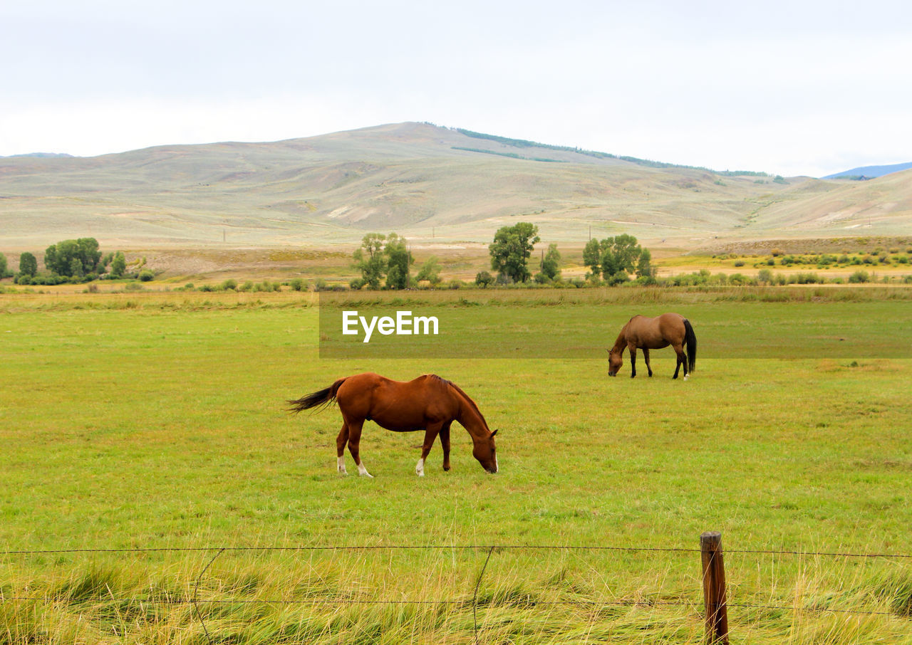 Brown horses grazing on field against sky