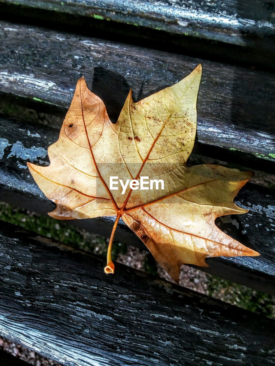 CLOSE-UP OF WET MAPLE LEAF IN WATER DURING AUTUMN