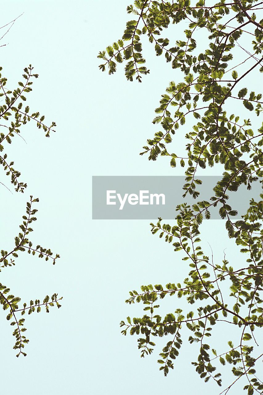 Low angle view of tree against blue sky