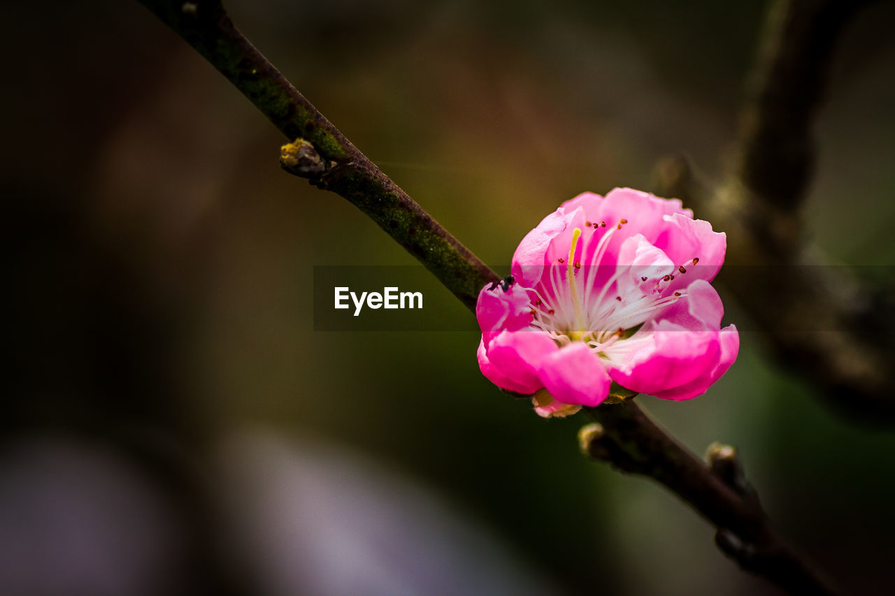 CLOSE UP OF PINK FLOWER