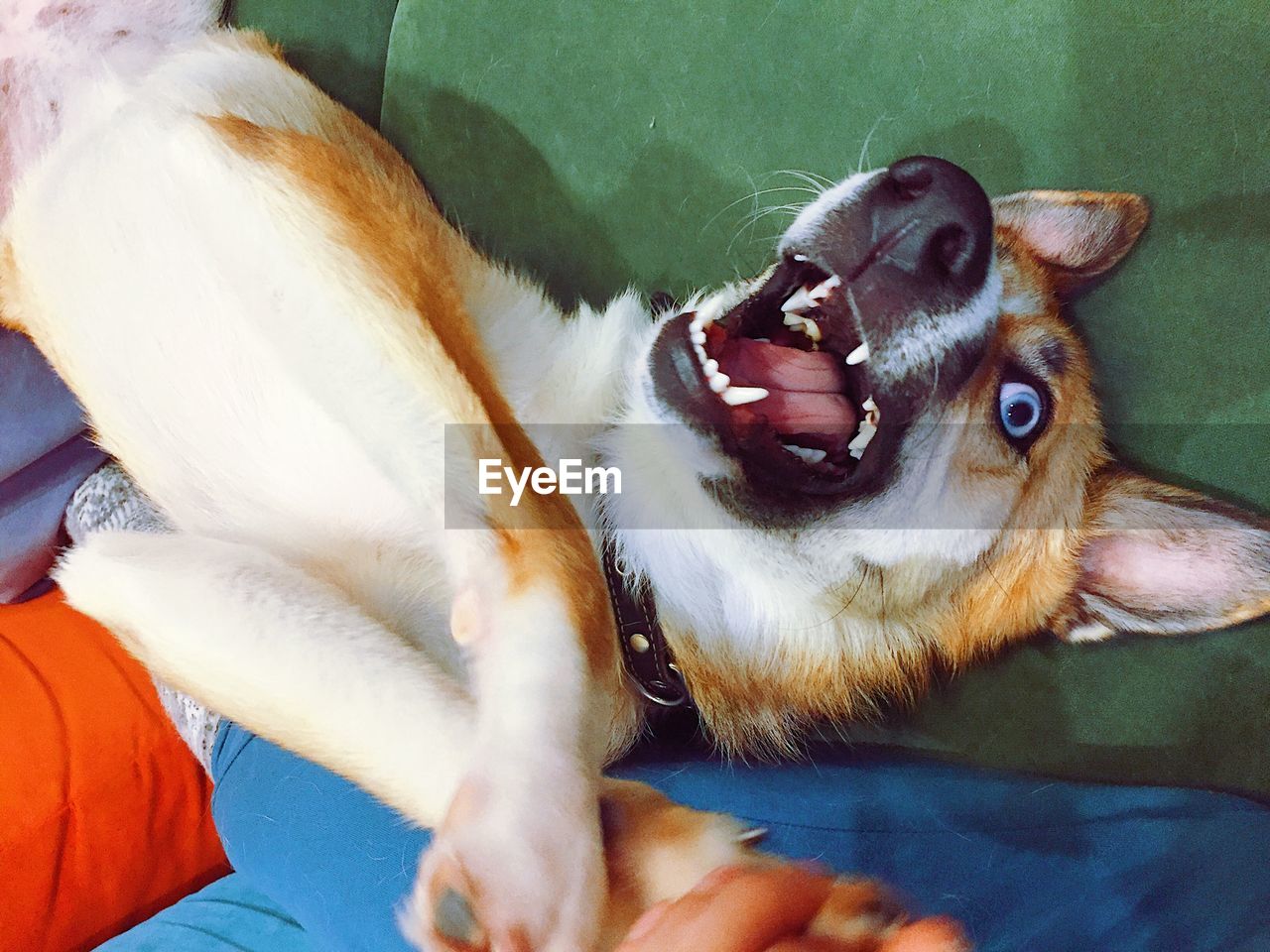 CLOSE-UP OF DOG YAWNING ON BED