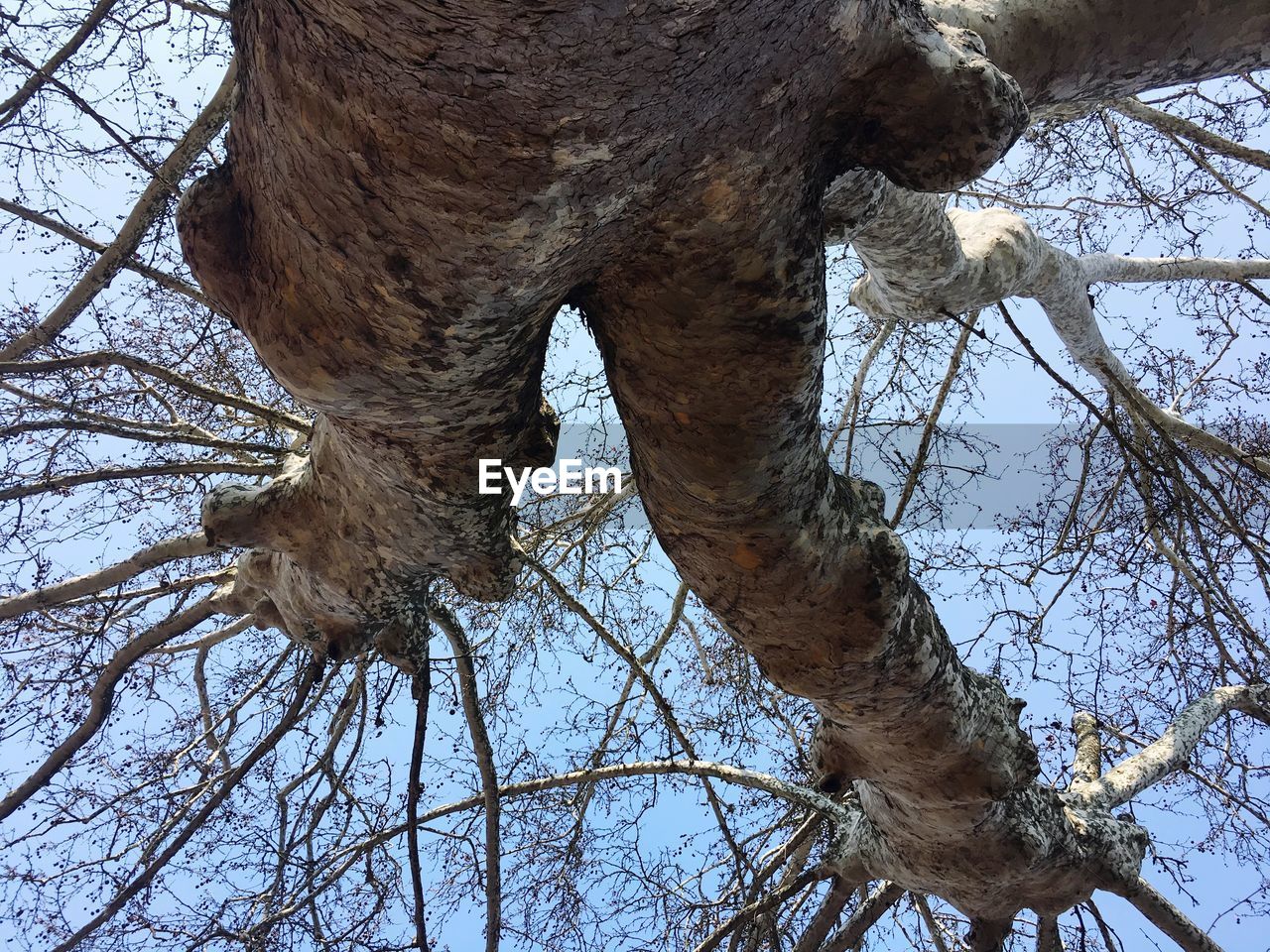 LOW ANGLE VIEW OF GIRAFFE TREE AGAINST SKY