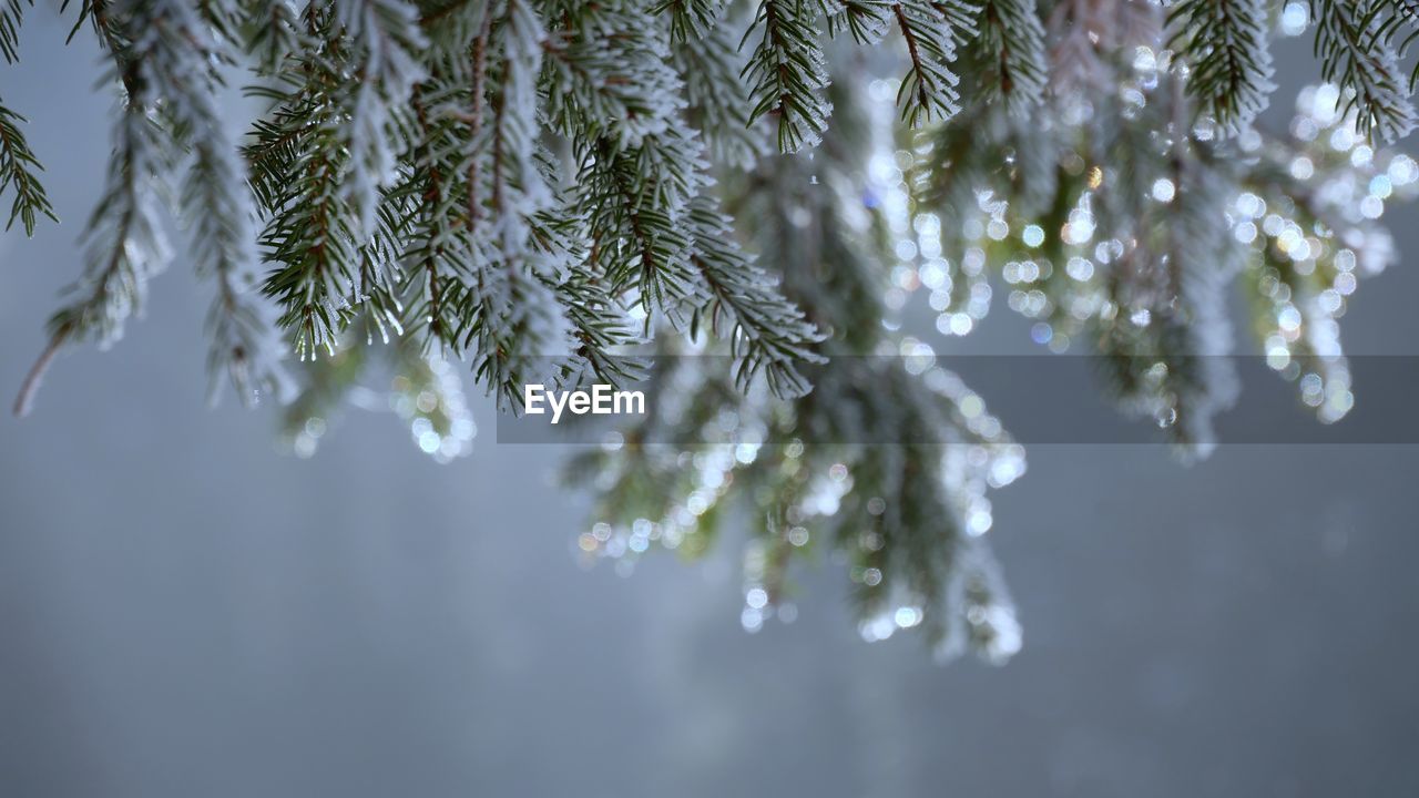 branch, plant, tree, nature, freezing, no people, coniferous tree, beauty in nature, frost, cold temperature, twig, winter, pine tree, pinaceae, close-up, snow, ice, frozen, growth, tranquility, outdoors, leaf, selective focus, focus on foreground, environment, day, white, freshness, plant part, sunlight, snowflake, needle - plant part