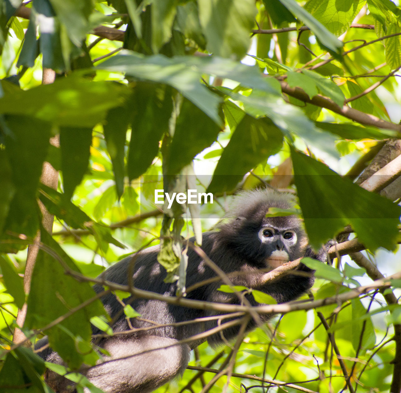 LOW ANGLE VIEW OF MONKEYS ON TREE