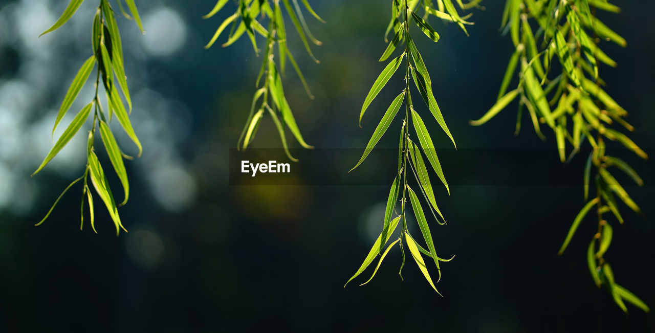 tree, branch, plant, green, nature, growth, leaf, no people, sunlight, beauty in nature, close-up, grass, plant part, focus on foreground, flower, outdoors, plant stem, yellow, tranquility, macro photography, freshness, food and drink, pine tree