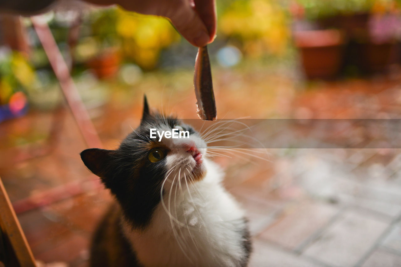 Hand feeding cat with meat indoors