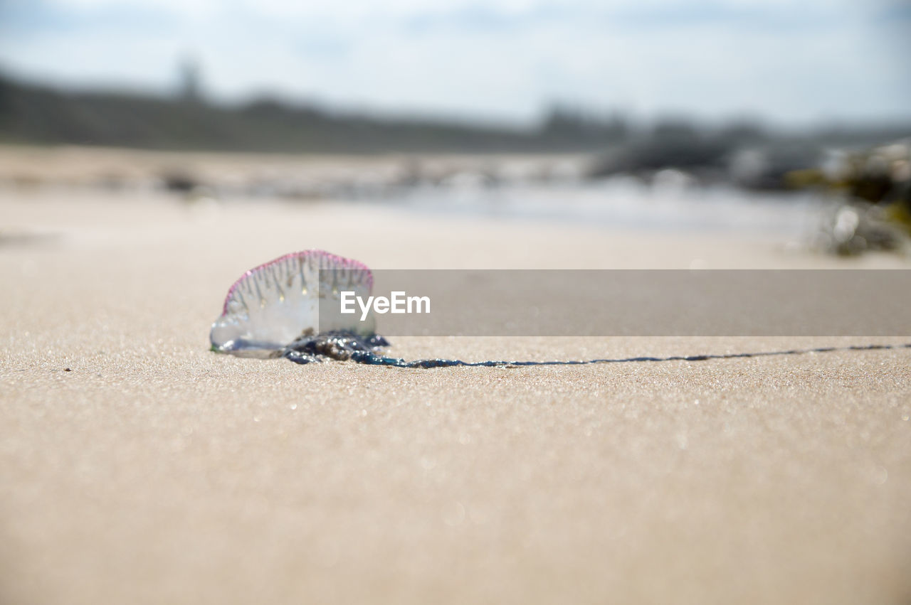 SURFACE LEVEL OF SEASHELL ON BEACH