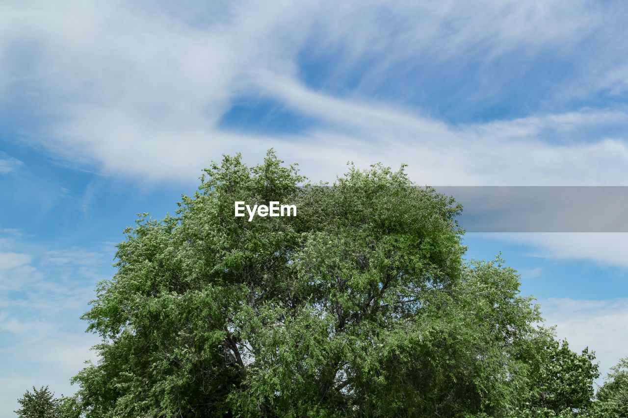 Low angle view of tree against sky