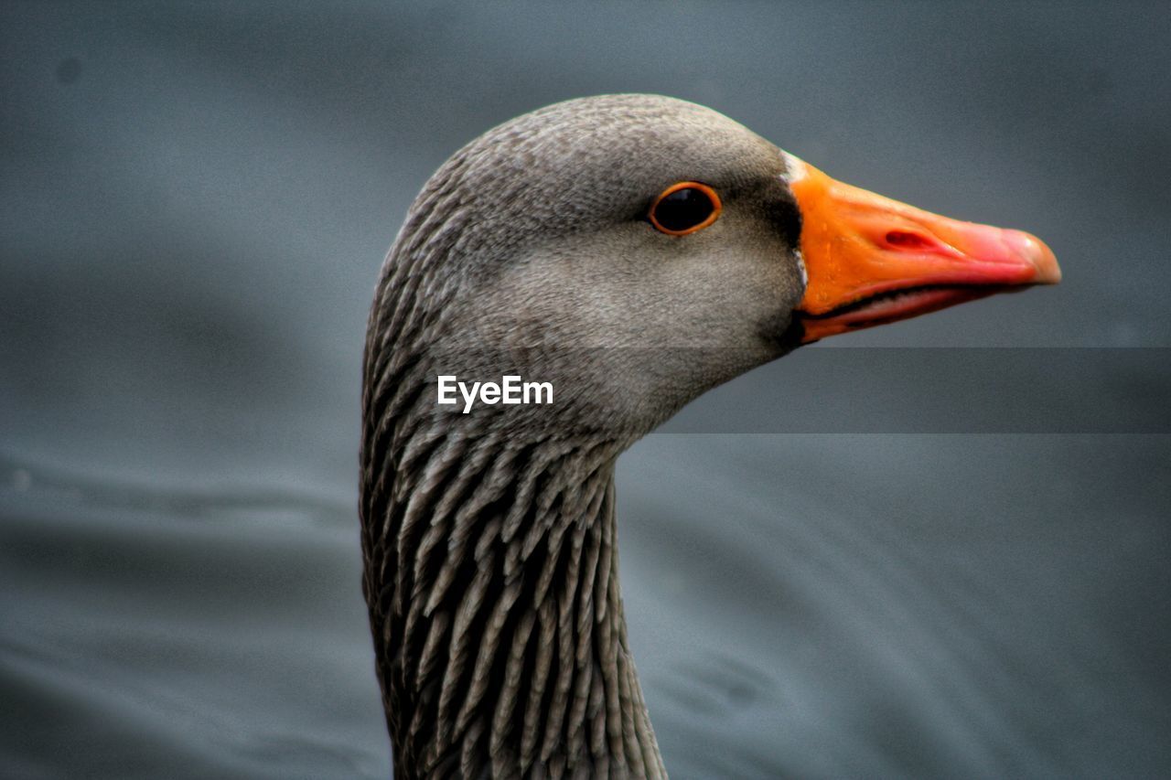 Close-up of goose on lake