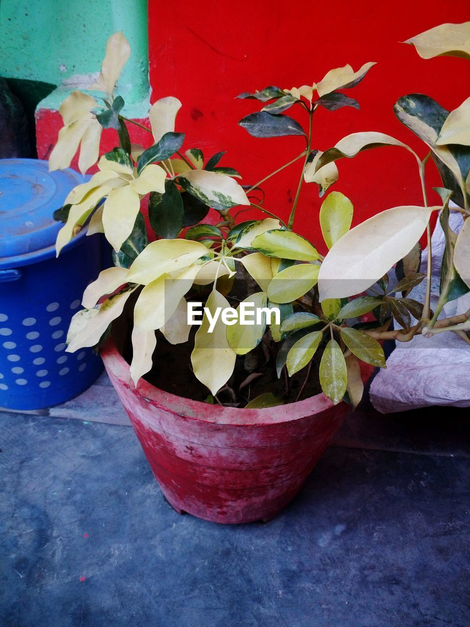 CLOSE-UP VIEW OF POTTED PLANT