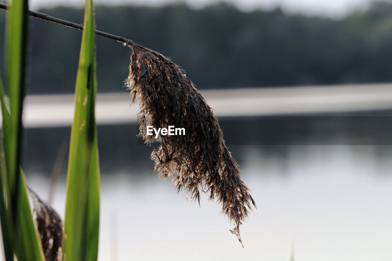 CLOSE-UP OF WILTED PLANT AGAINST LAKE