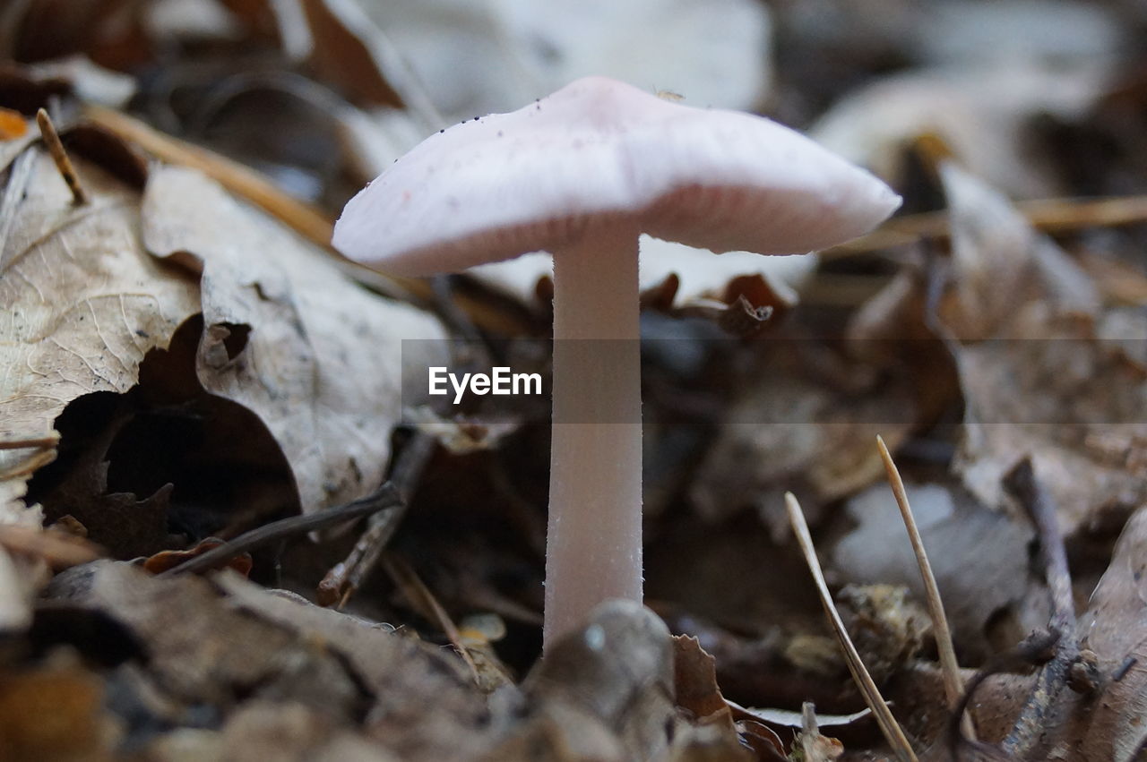 CLOSE-UP OF FLY MUSHROOM IN MUSHROOMS