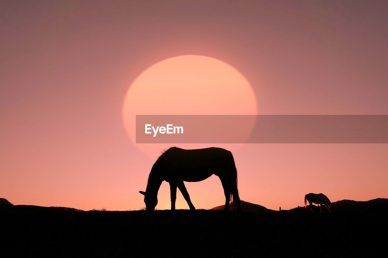 low angle view of horse standing against sky during sunset