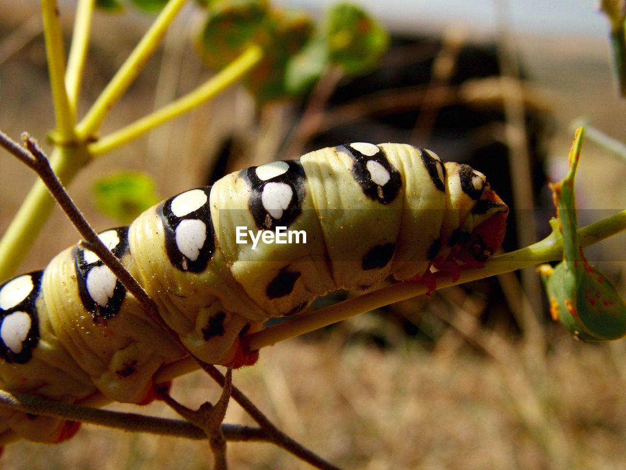 Close-up of caterpillar on stem
