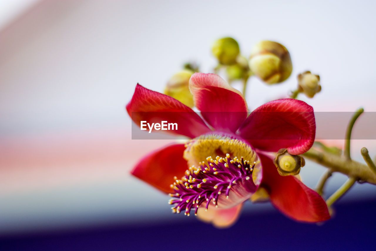 Close-up of red flower