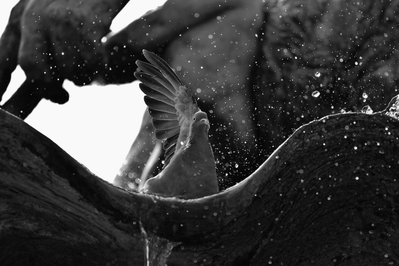 Low angle view of pigeon on neptunbrunnen