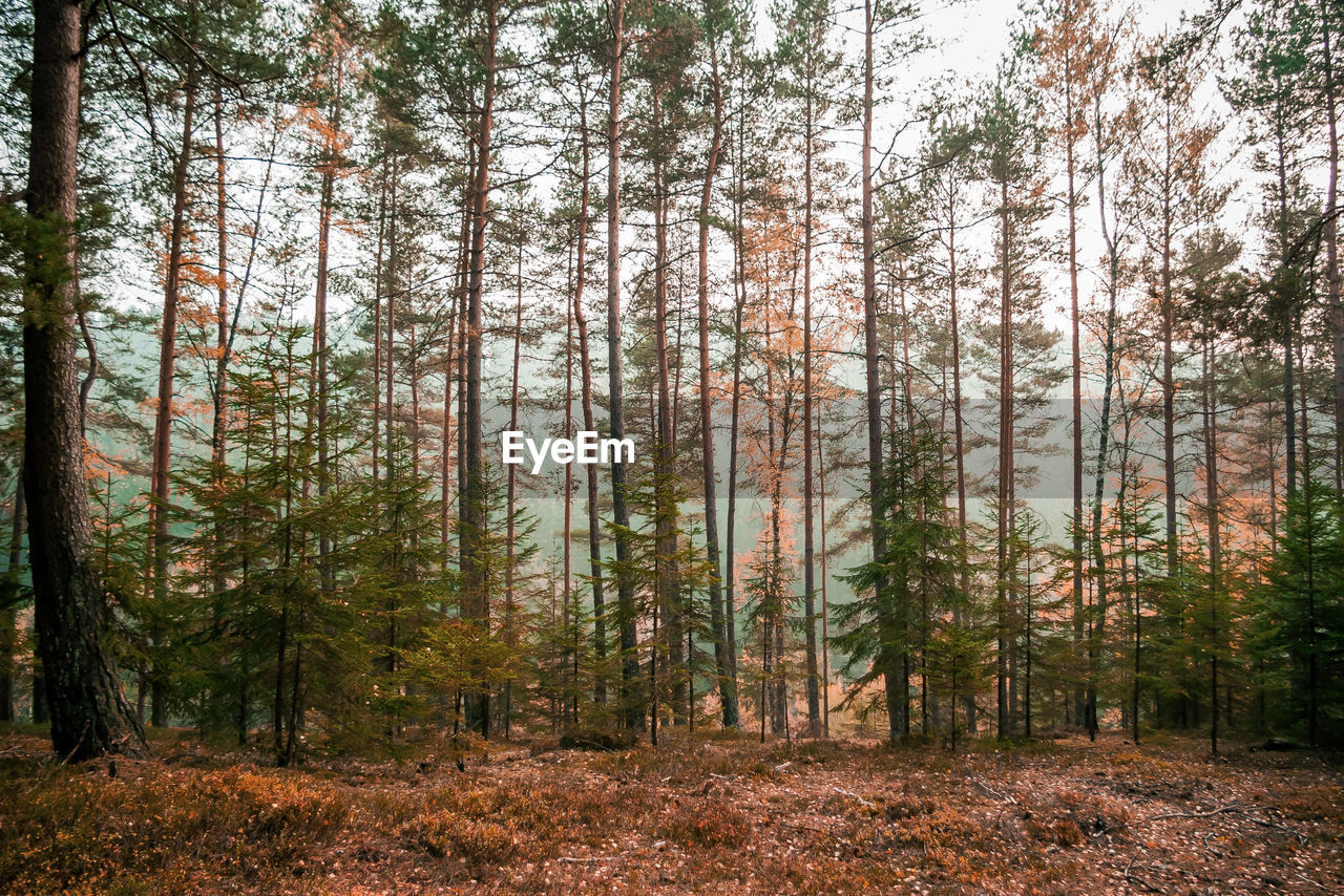 Pine trees in forest