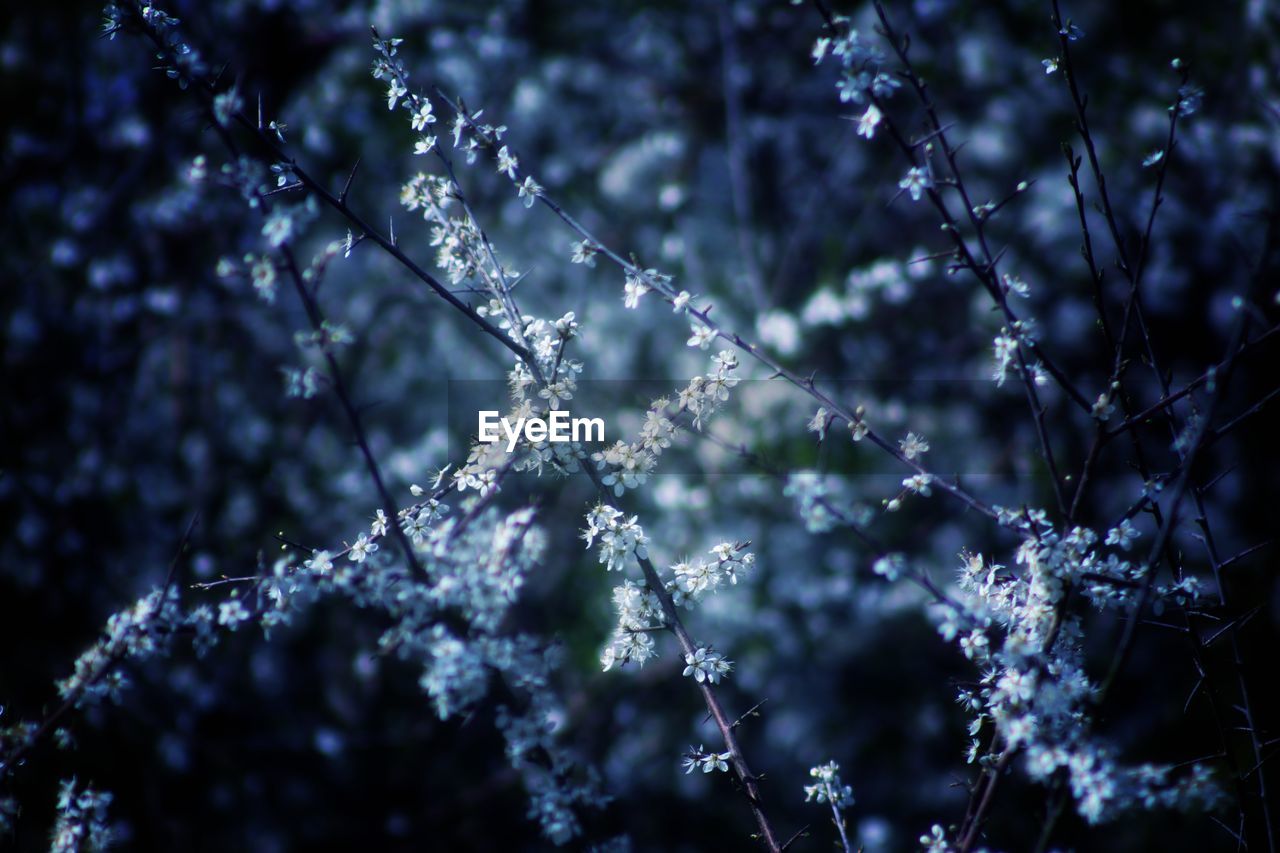 Close-up of frozen plants during winter